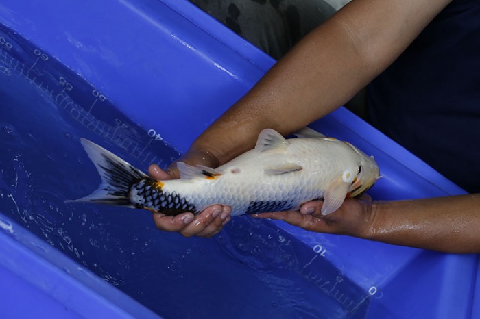 18-昭和三色-48cm-母-2016年產-5000起標-(強度p3-2017元大昭和拍賣會)-4.jpg