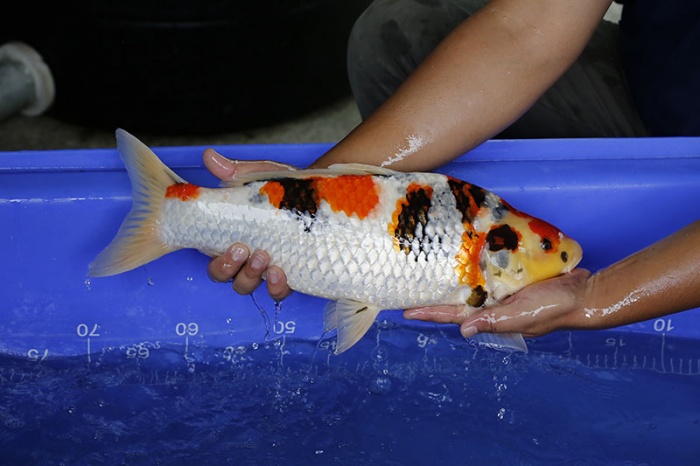 23-昭和三色-48cm-母-2016年產-10000起標-(強度p3-2017元大昭和拍賣會)-2.jpg