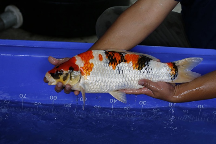 23-昭和三色-48cm-母-2016年產-10000起標-(強度p3-2017元大昭和拍賣會)-3.jpg