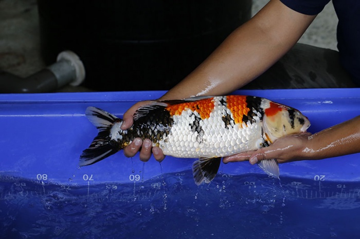 27-昭和三色-47cm-母-2016年產-5000起標-(強度p3-2017元大昭和拍賣會)-2.jpg