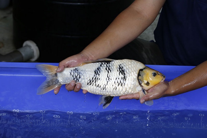 29-白寫(45cm-母-2016年產-3000起標-(強度p3-2017元大昭和拍賣會)-2.jpg