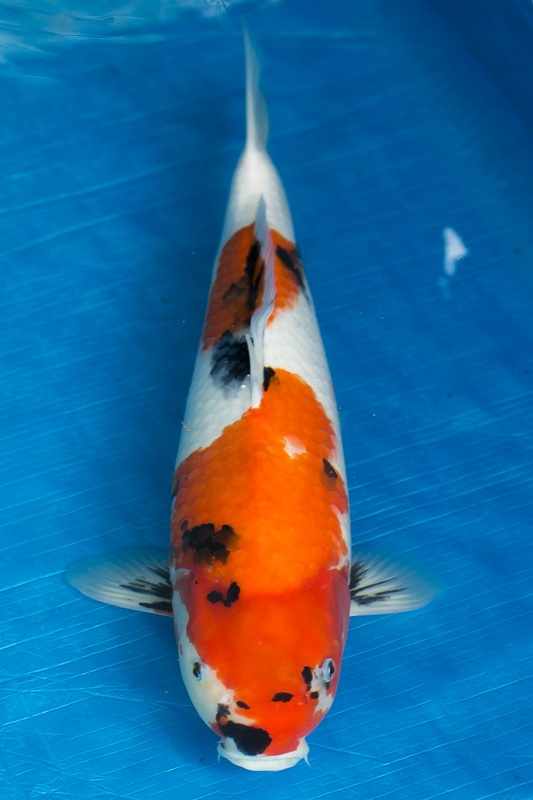 37-昭和三色(搶)-48cm-母-2016年產-3000起標-(強度p3-2017元大昭和拍賣會)-1.jpg.jpg