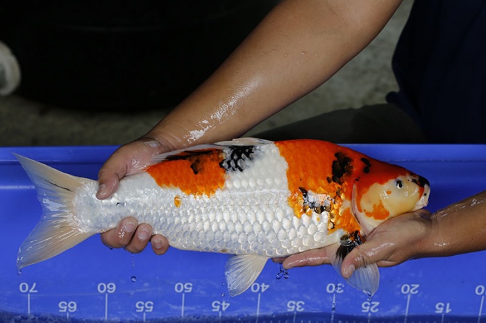 37-昭和三色(搶)-48cm-母-2016年產-3000起標-(強度p3-2017元大昭和拍賣會)-2.jpg.jpg