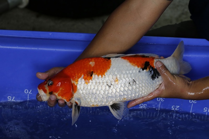 37-昭和三色(搶)-48cm-母-2016年產-3000起標-(強度p3-2017元大昭和拍賣會)-3.jpg.jpg