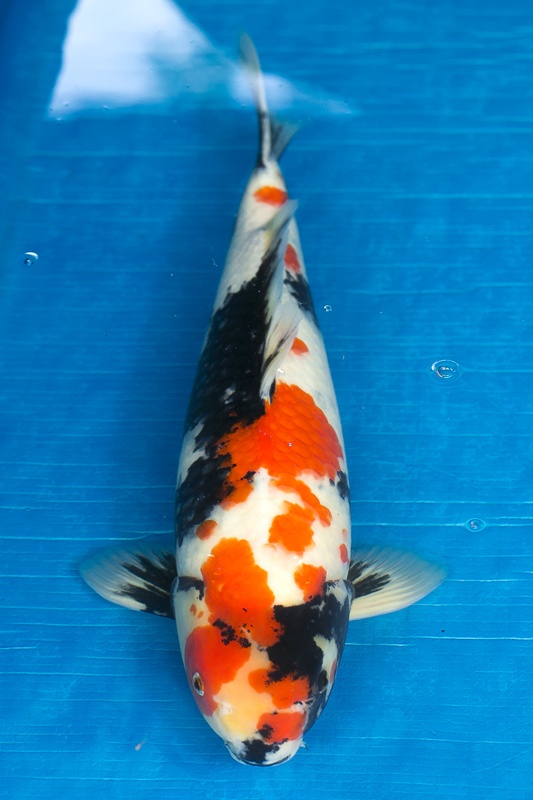 40-昭和三色-47cm-公-2016年產-3000起標-(強度p3-2017元大昭和拍賣會)-1.jpg
