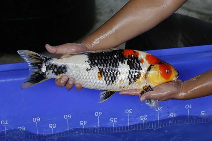 40-昭和三色-47cm-公-2016年產-3000起標-(強度p3-2017元大昭和拍賣會)-2.jpg