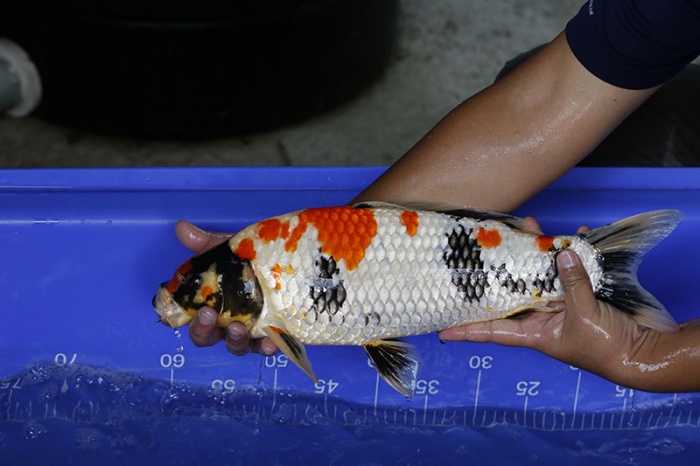40-昭和三色-47cm-公-2016年產-3000起標-(強度p3-2017元大昭和拍賣會)-3.jpg