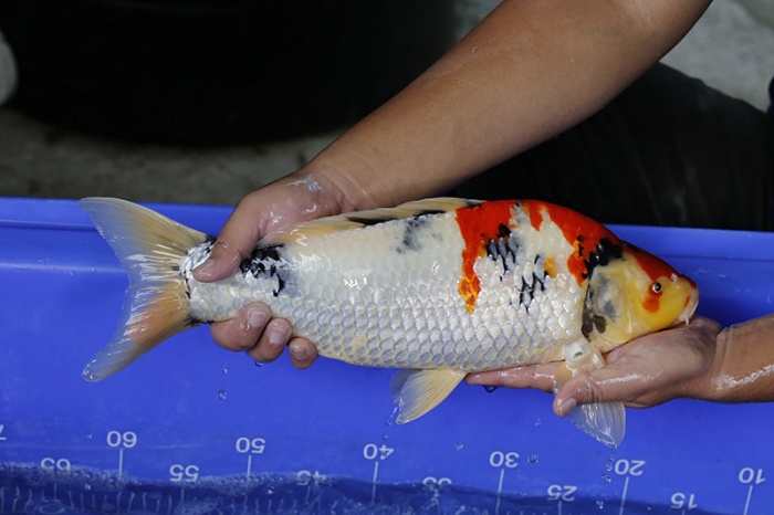 41-昭和三色-45cm-公-2016年產-2000起標-(強度p3-2017元大昭和拍賣會)-2.jpg
