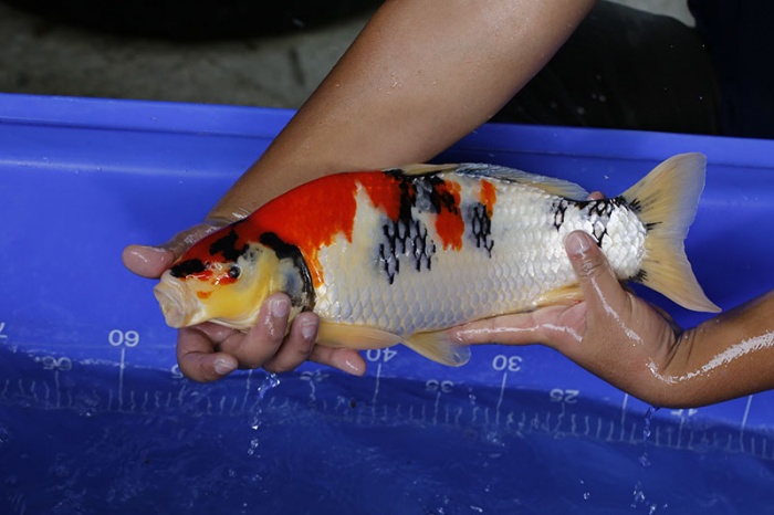 41-昭和三色-45cm-公-2016年產-2000起標-(強度p3-2017元大昭和拍賣會)-3.jpg
