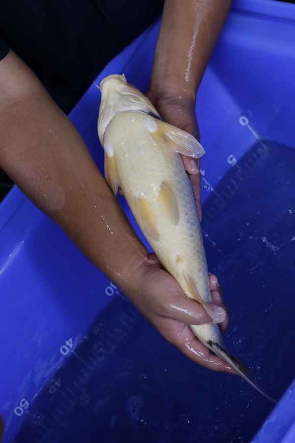 41-昭和三色-45cm-公-2016年產-2000起標-(強度p3-2017元大昭和拍賣會)-4.jpg