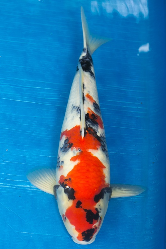 41-昭和三色-45cm-公-2016年產-2000起標-(強度p3-2017元大昭和拍賣會)-1.jpg
