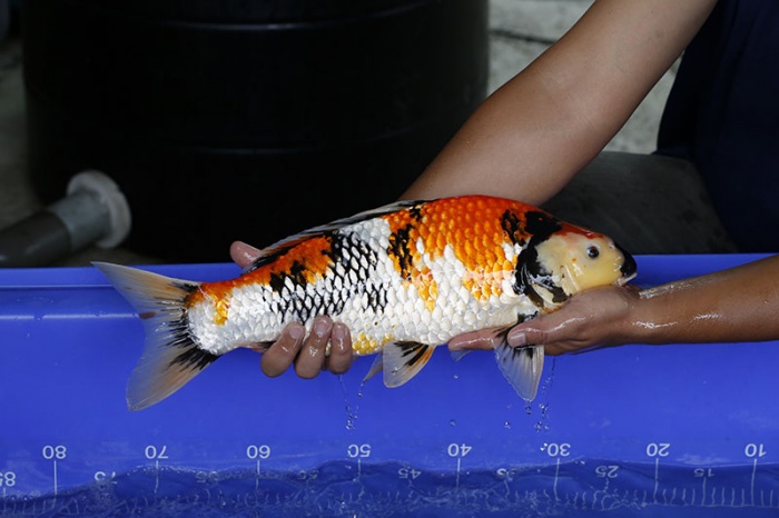 21-昭和三色-49cm-母-2016年產-5000起標-(強度p3-2017元大昭和拍賣會)-2.jpg