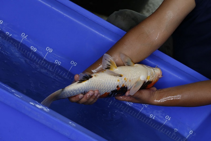 21-昭和三色-49cm-母-2016年產-5000起標-(強度p3-2017元大昭和拍賣會)-4.jpg