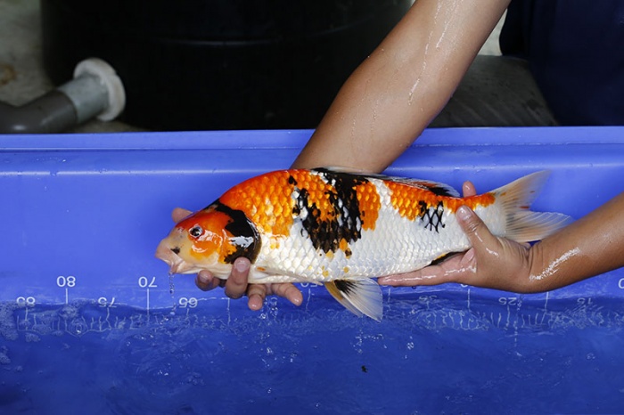 21-昭和三色-49cm-母-2016年產-5000起標-(強度p3-2017元大昭和拍賣會)-3.jpg