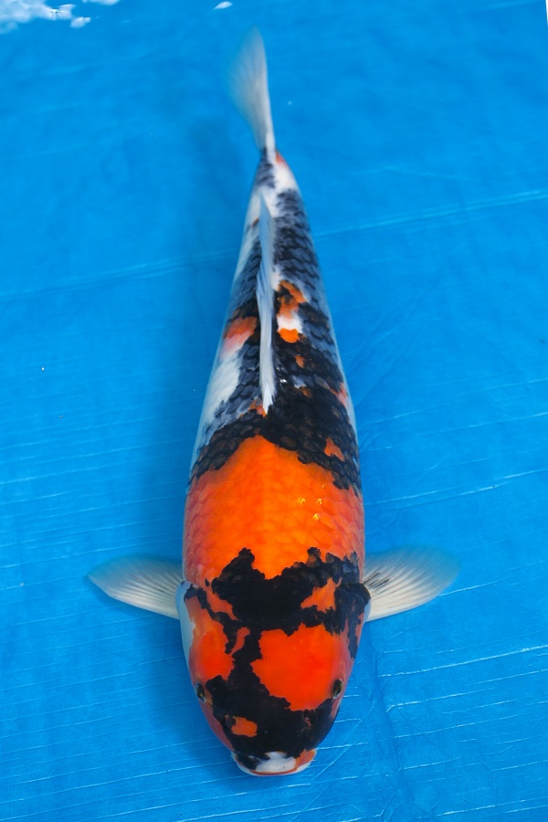 04-昭和三色-49cm-母-2016年產-5000起標-(強度p3-2017元大昭和拍賣會)-1.jpg