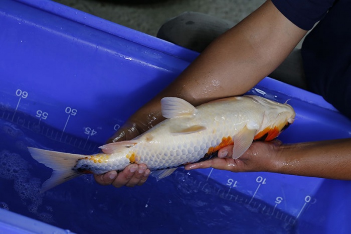 04-昭和三色-49cm-母-2016年產-5000起標-(強度p3-2017元大昭和拍賣會)-4.jpg
