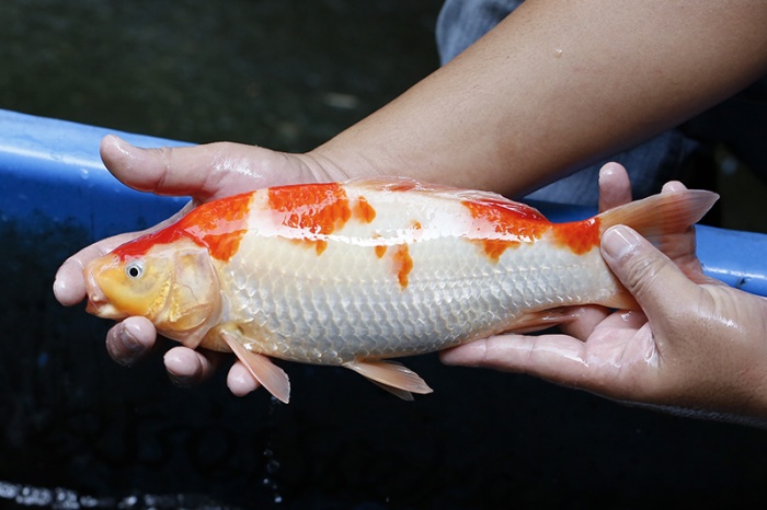 22-紅白(大和Yamato系)-32cm-不明-2017年產-3000起標-(御三家錦鯉產業-2017首場拍賣會.jpg