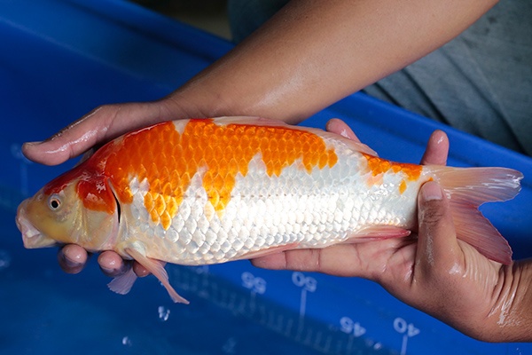 07-紅白-38cm-母-2017年產-3000起標-(強勢-2017產-元大紅白首賣會)-2.jpg