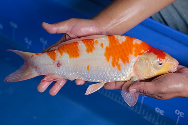07-紅白-38cm-母-2017年產-3000起標-(強勢-2017產-元大紅白首賣會)-3.jpg