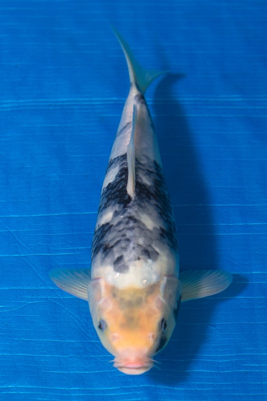 13-白寫-36cm-不明-2017年產-3000起標-(強勢-2017產-元大紅白首賣會)-1.jpg