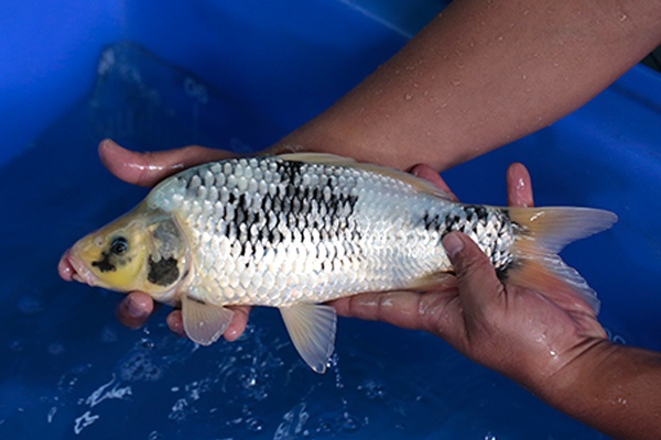 13-白寫-36cm-不明-2017年產-3000起標-(強勢-2017產-元大紅白首賣會)-2.jpg