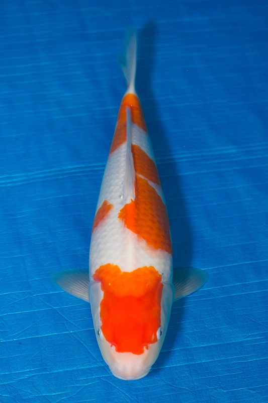 15-紅白-37cm-母-2017年產-10000起標-(強勢-2017產-元大紅白首賣會)-1.jpg