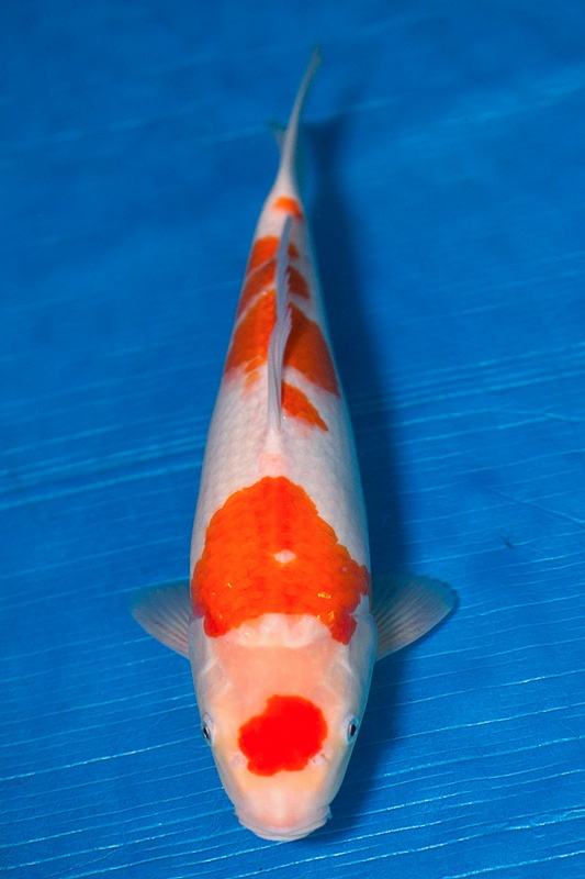18-紅白-38cm-母-2017年產-3000起標-(強勢-2017產-元大紅白首賣會)-1.jpg