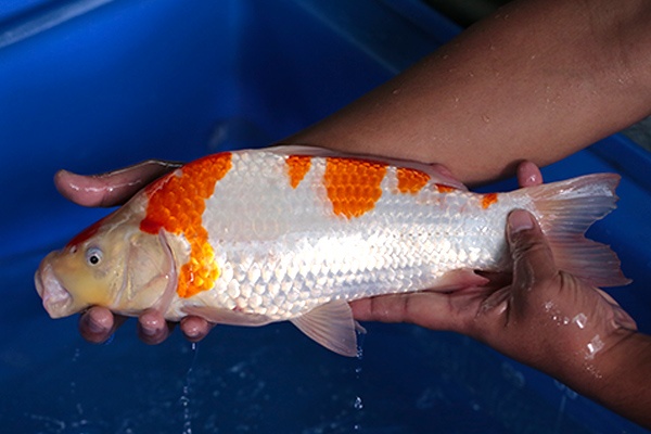 18-紅白-38cm-母-2017年產-3000起標-(強勢-2017產-元大紅白首賣會)-2.jpg