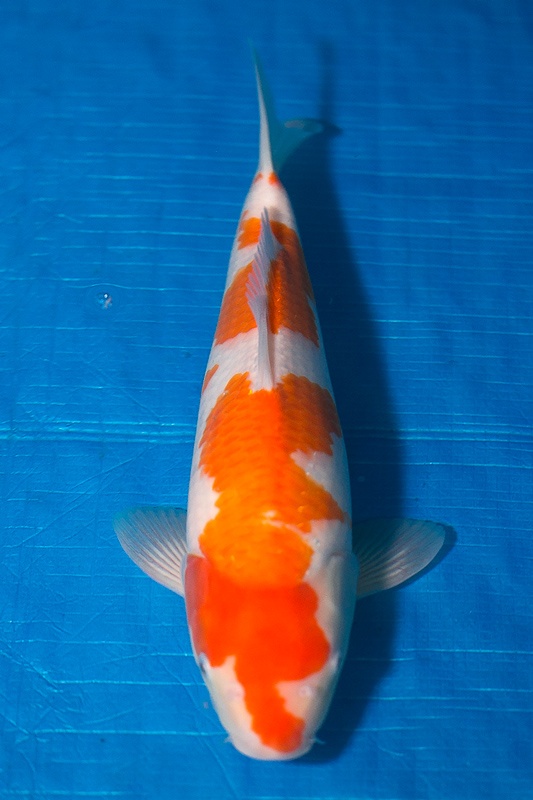 24-紅白-39cm-母-2017年產-3000起標-(強勢-2017產-元大紅白首賣會)-1.jpg