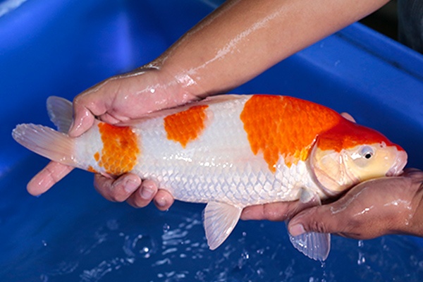 25-紅白(阿花)-38cm-不明-2017年產-3000起標-(強勢-2017產-元大紅白首賣會)-2.jpg.jpg