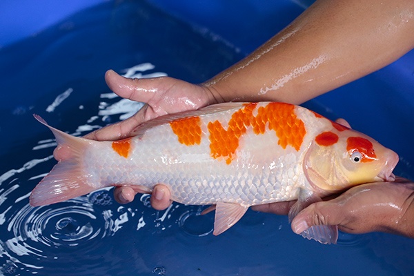 41-紅白-39cm-公-2017年產-3000起標-(強勢-2017產-元大紅白首賣會)-2.jpg