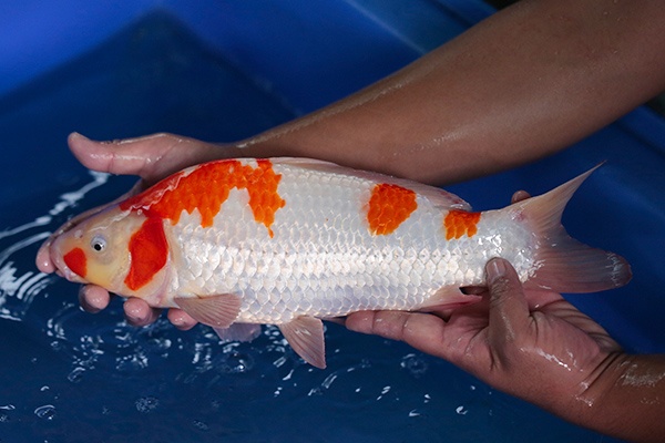 41-紅白-39cm-公-2017年產-3000起標-(強勢-2017產-元大紅白首賣會)-3.jpg