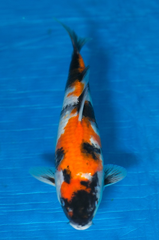 43-昭和三色-32cm-公-2017年產-3000起標-(強勢-2017產-元大紅白首賣會)-1.jpg.jpg