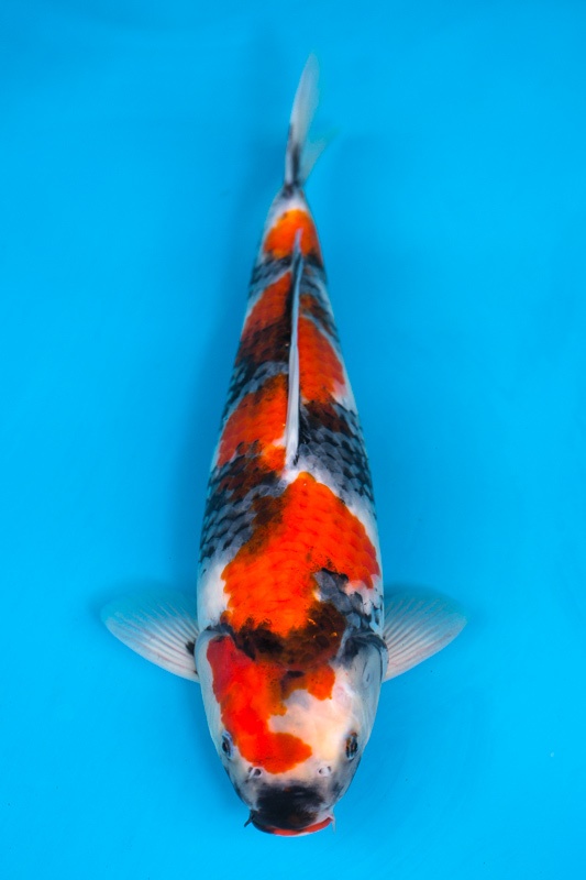 01-昭和三色-1cm-母-2017產-10000起標-(2018聯拍-元大)-1.jpg