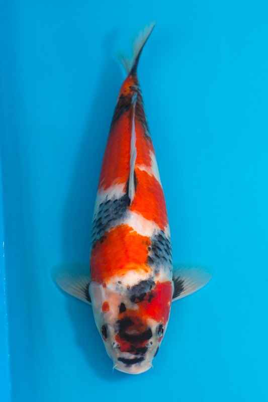 02-昭和三色-39cm-不明-2017產-10000起標-(2018聯拍-元大)-1.jpg