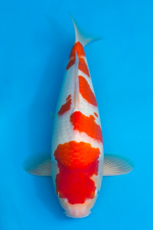 05-紅白-43cm-母-2017產-10000起標-(2018聯拍-元大)-1.jpg