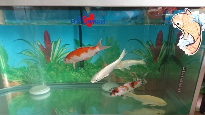 第一次發帖，請多關注，我半年的養魚歷史