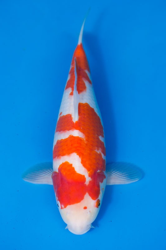 08-紅白-40cm-母-2017年產-5000起標-(強勢II-2017產-元大拍賣會)-1.jpg