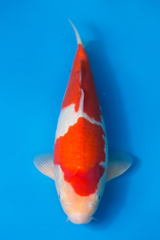 13-紅白-40cm-母-2017年產-3000起標-(強勢II-2017產-元大拍賣會)-1.jpg
