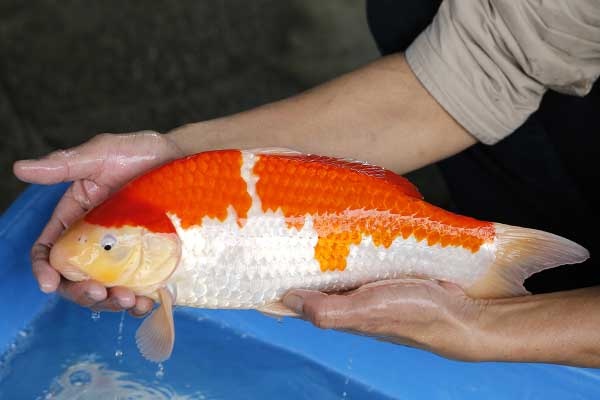 13-紅白-40cm-母-2017年產-3000起標-(強勢II-2017產-元大拍賣會)-3.jpg