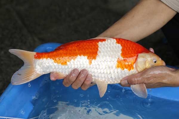 13-紅白-40cm-母-2017年產-3000起標-(強勢II-2017產-元大拍賣會)-2.jpg
