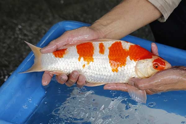 19-紅白-35cm-公-2017年產-3000起標-(強勢II-2017產-元大拍賣會)-3.jpg