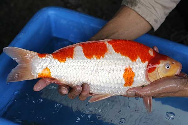 20-紅白-41cm-母-2017年產-3000起標-(強勢II-2017產-元大拍賣會)-3.jpg