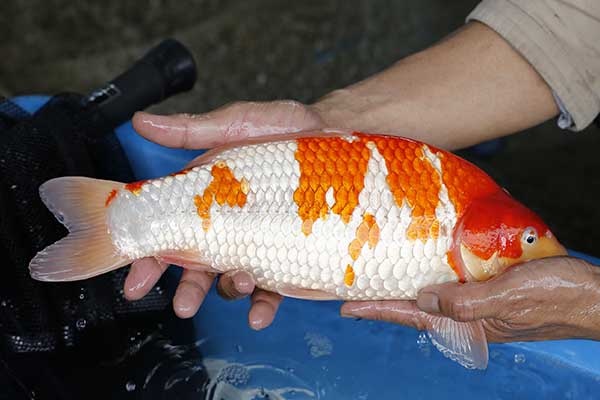 22-紅白-38cm-母-2017年產-5000起標-(強勢II-2017產-元大拍賣會)-3.jpg