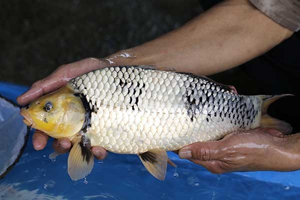 24-白寫-39cm-母-2017年產-3000起標-(強勢II-2017產-元大拍賣會)-2.jpg