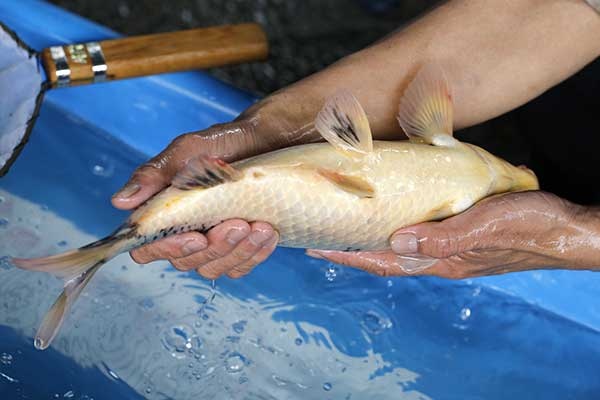 24-白寫-39cm-母-2017年產-3000起標-(強勢II-2017產-元大拍賣會)-4.jpg