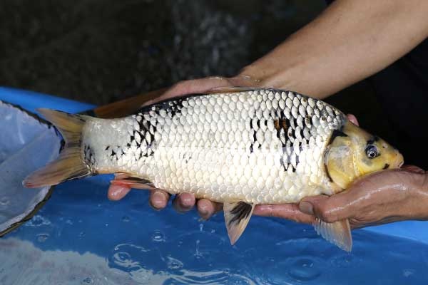 24-白寫-39cm-母-2017年產-3000起標-(強勢II-2017產-元大拍賣會)-3.jpg