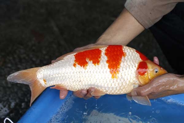 27-紅白-40cm-母-2017年產-3000起標-(強勢II-2017產-元大拍賣會)-3.jpg
