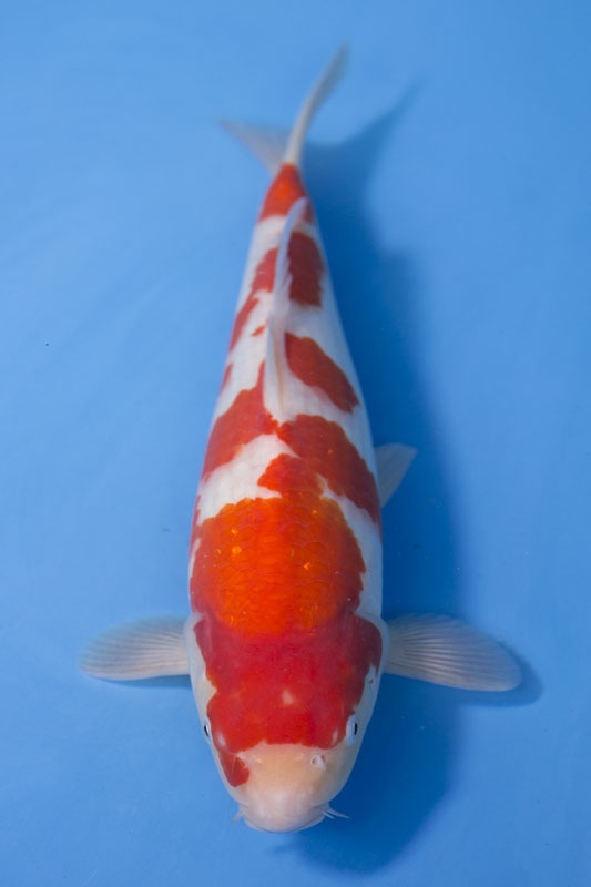 29-紅白-39cm-母-2017年產-3000起標-(強勢II-2017產-元大拍賣會)-1.jpg