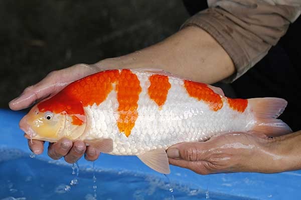 29-紅白-39cm-母-2017年產-3000起標-(強勢II-2017產-元大拍賣會)-2.jpg